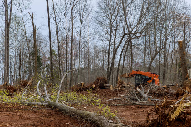 Tree and Shrub Care in Freeland, WA