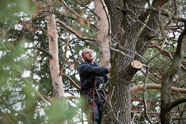 Best Tree Disease Treatment  in Freeland, WA